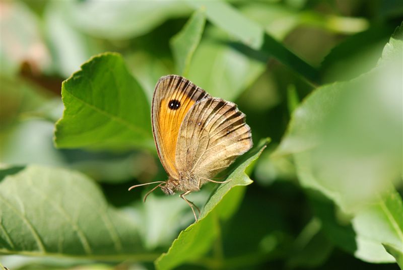 Pyronia tithonus??